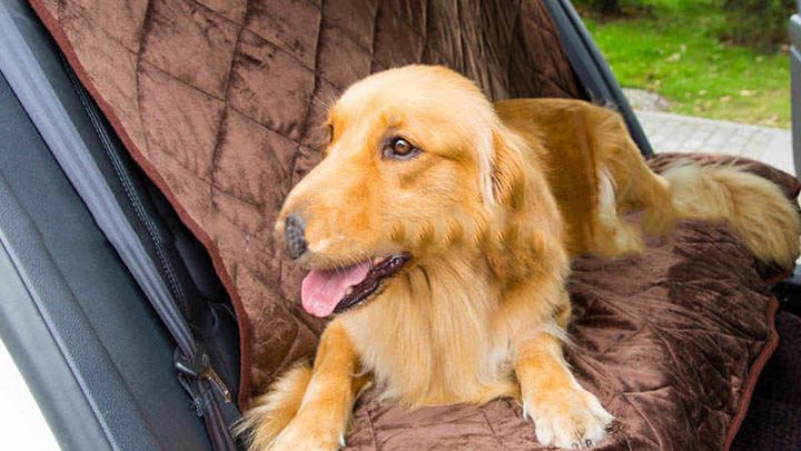 BEST TWO SEATER DOG CAR SEAT