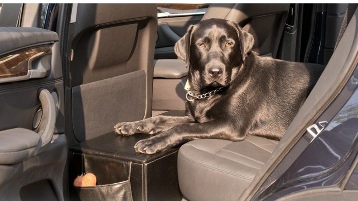 BACKSEAT EXTENDER FOR DOGS WITH STORAGE