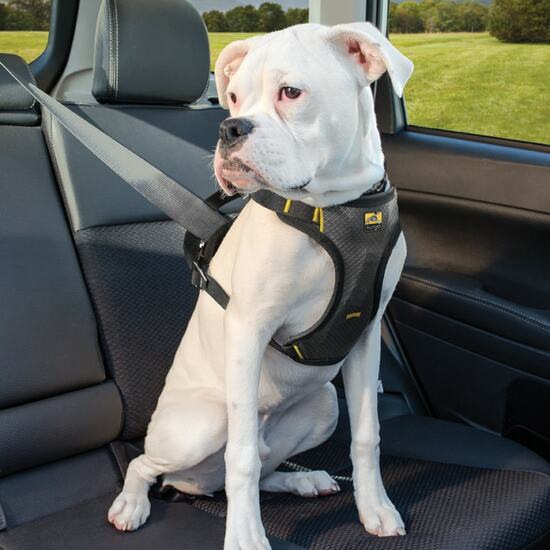 WHAT IS THE BEST CAR HARNESS FOR A LABRADOR?